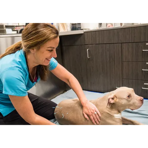 Staff Treating Dog with acupunture